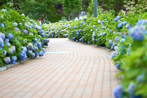 Primer Plano De La Hortensia Violeta Hydrangea Macrophylla Foto Premium