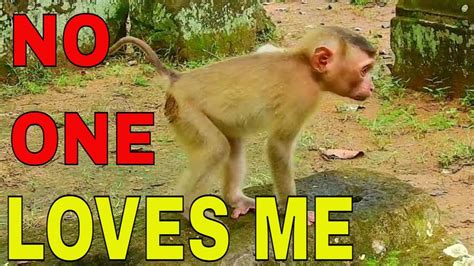 MONKEY BEHAVIOR IN THE WILD! RESCUED ANIMALS #animals #pets #lovers ...