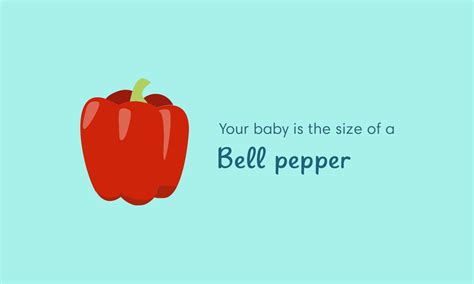 20 Weeks Pregnant Symptoms And Baby Development Pampers