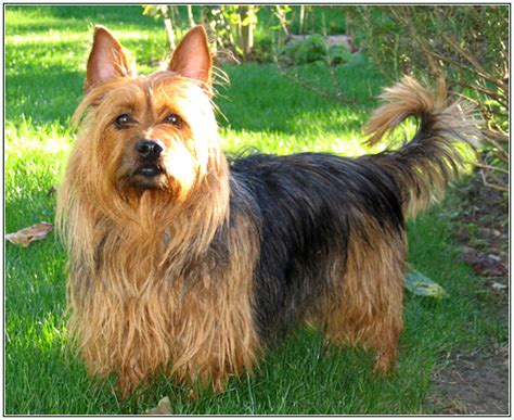 Australian Terrier Dog Breed Information Pictures And Facts