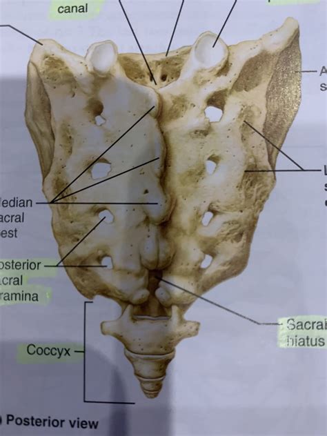 Exercise 9 - Axial Skeleton Diagram | Quizlet