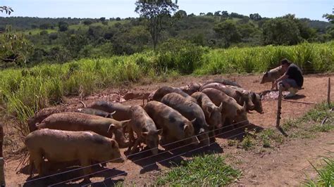 Produtores Rurais Investem Em Cria O Diferenciada De Su Nos No Centro