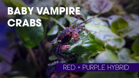 Raising Baby Vampire Crabs In A Separate Nano Tank Youtube