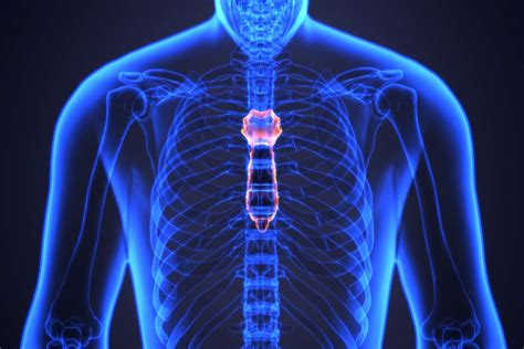 Sternum Anatomy Function And Conditions Of The Breastbone