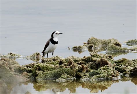 White Fronted Chat Spotted At Avalon Beach This Place Was So Fun To Explore Ticked Off Quite A