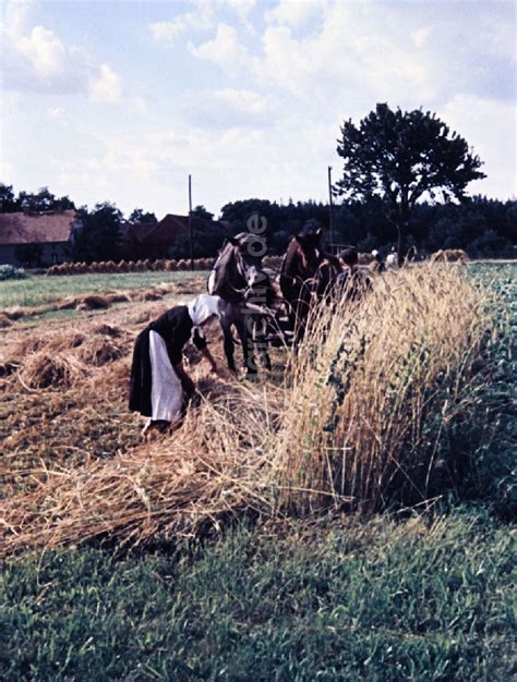 Ddr Fotoarchiv Teicha Garben Auf Einem Abgeernteten Feld In Teicha