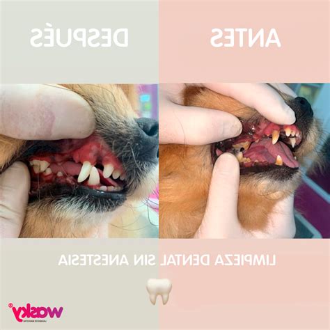 Cuidados Despues De Una Limpieza Dental En Perros En Enero Del