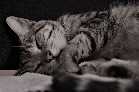 100 Free Calico Cat And Cat Images Pixabay
