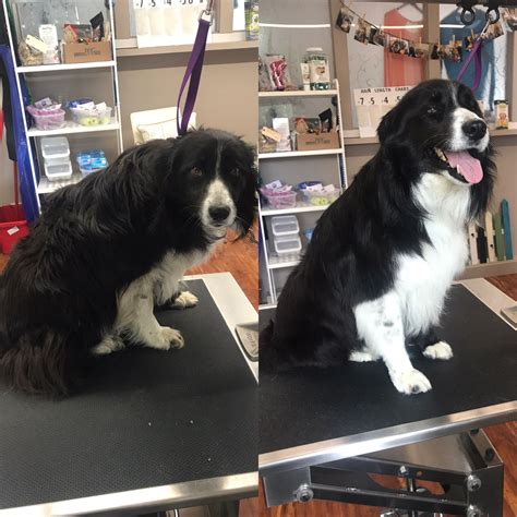 Border Collie | Dog grooming, Pet grooming business, Cute dogs