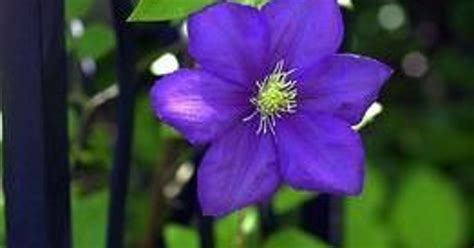 How To Prune Clematis Know Your Groups 1 2 And 3