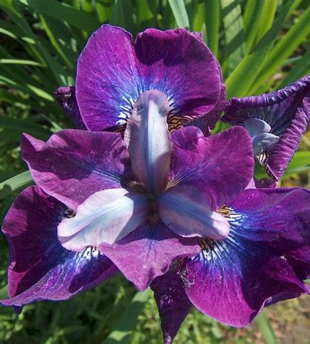 Ирис сибирский Конкорд Краш