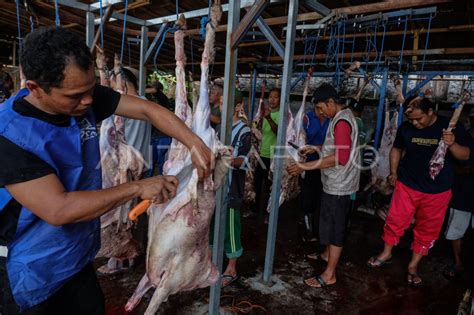 Penyembelihan Dan Distribusi Daging Kurban Di Solo Antara Foto