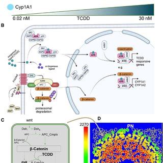 Calibration Of The Integrated Intracellular Model For Tcdd Induction Of