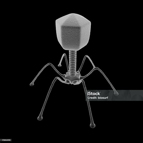 Scanning Electron Microscope Images Virus