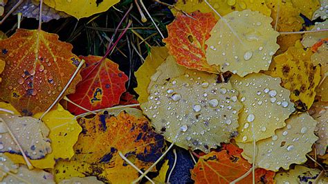 Autumn Rain Wallpapers 4k Hd Autumn Rain Backgrounds On Wallpaperbat