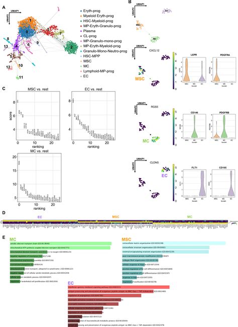 Human Adult Bone Marrow Bm Single Cell Sequencing Analysis A