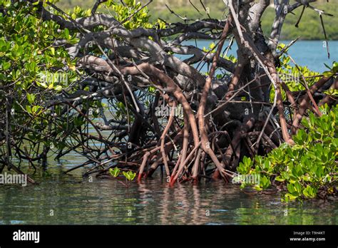 Red Mangroves On Flinders Island Far North Queensland Stock Photo Alamy