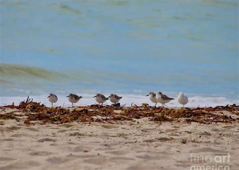 Sandpipers On The Beach Greeting Card By Gayle Berthiaume