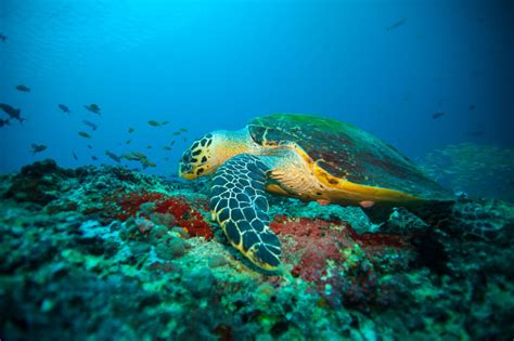 Kandolhu Maldives Diving | Good Resorts