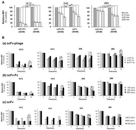 Biomolecules Free Full Text Rapid Evaluation Of Antibody Fragment Endocytosis For Antibody