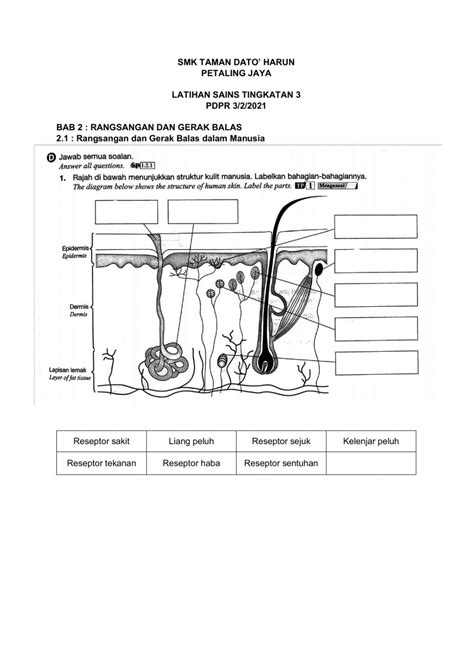 Gambar Diagram Kulit Manusia 48 Koleksi Gambar