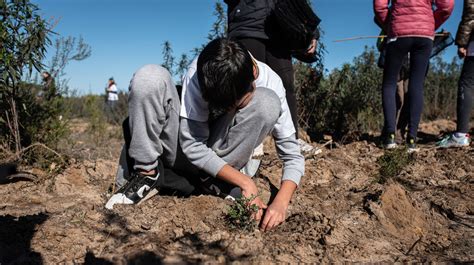 Im Genes De Plantaci N De Rboles En La Zona Afectada Por El Incendio