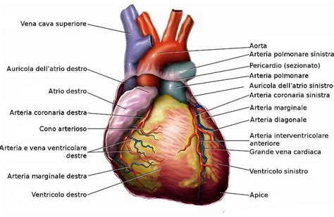 Sindrome Di Brugada Cause Sintomi E Cura Sanioggi It