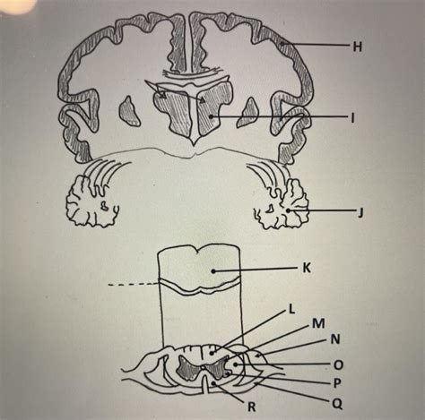 Question: H - 1 J -K L M Z Oo R Using The Figure, Where Will You Find The Integration Center For ...