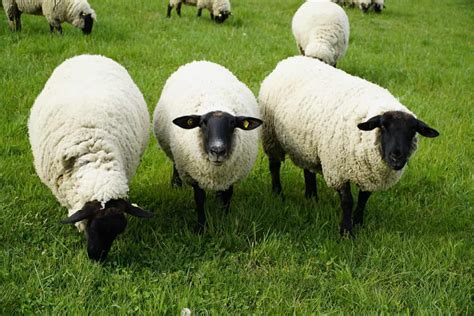 How To Start Sheep Farming In Switzerland Business Plan Breeds