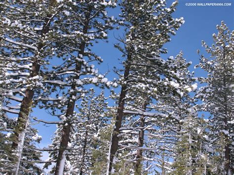 Sugar Pine Tree Wallpaper Free Hd Backgrounds Images Pictures