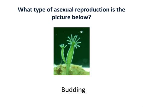 Asexual Vs Sexual Reproduction Ppt