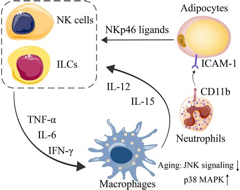 Frontiers Adipose Tissue Aging Is Regulated By An Altered Immune System