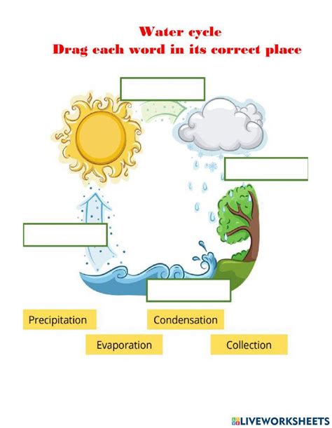 The Water Cycle Interactive Worksheet Worksheets