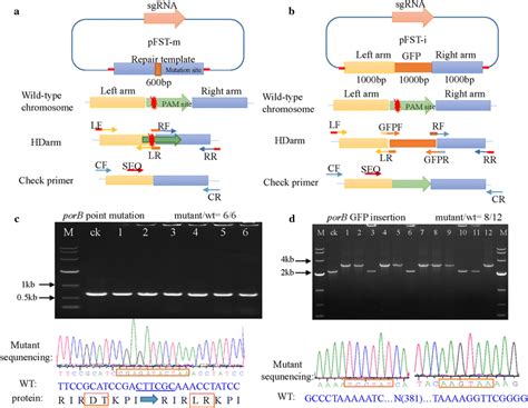 Point Mutation And Gene Insertion Mediated By The CRISPR Cas9 System In