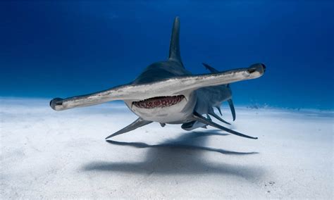 Hammerhead Shark - A-Z Animals