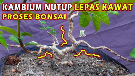 Update Program Bonsai Sancang Setelah Kambium Nutup Lepas Kawat