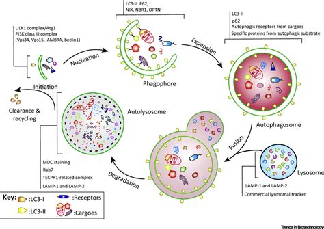 Autophagy Related Marker Proteins A Few Protein Complexes That