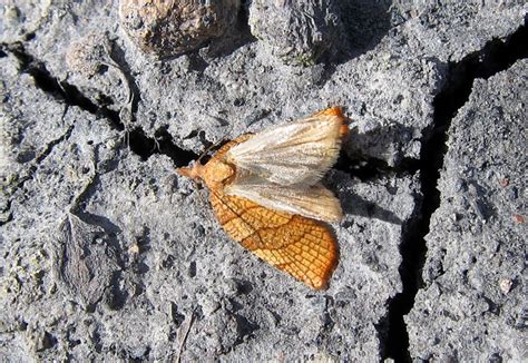 Moths And Butterflies Gedling Conservation Trust Nottingham