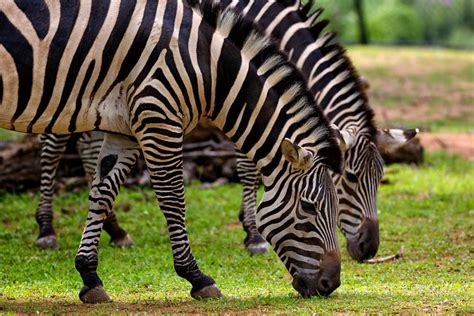 Photography of Two Zebra Eating Grass · Free Stock Photo