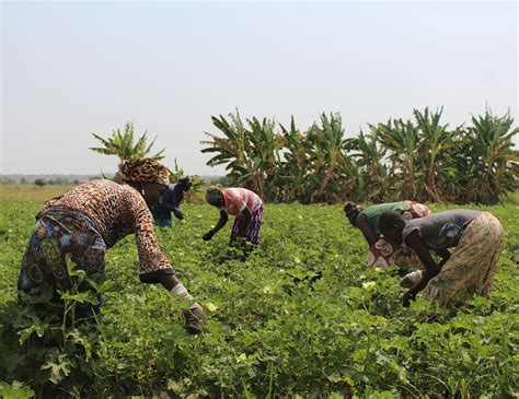 Tomato Farming - Agricultural Manufacturing Group Limited