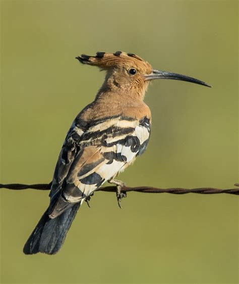 African Hoopoe Passerine Owen Deutsch Photography