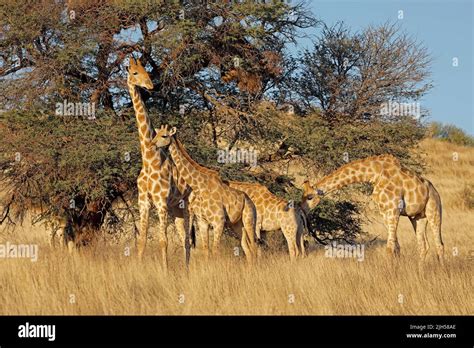 Giraffes Giraffa Camelopardalis Feeding On A Thorn Tree Kalahari