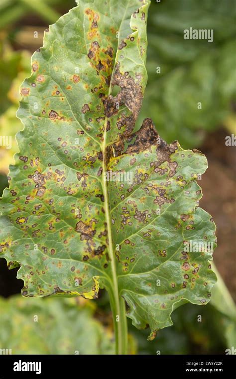 Sugar Beet Beta Vulgaris Crop Leaf Infected With Cercospora