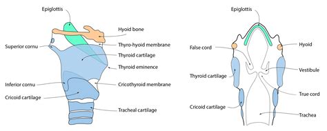 Cartilages Of The Larynx Model