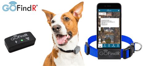 15 Cheap Gps Trackers For Pets Hubpages