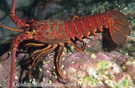 California Spiny Lobster - Under The Sea