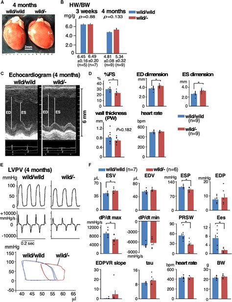 Frontiers Heterozygous Mylk3 Knockout Mice Partially Recapitulate