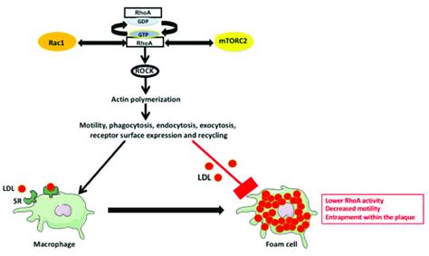 Rhoa Pathway Involvement In Macrophage And Foam Cell Functions The