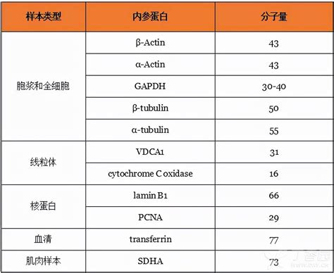 怎样选择内参蛋白？ 丁香实验