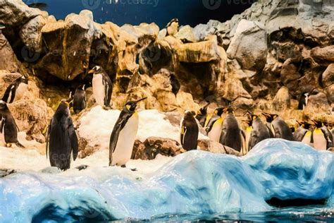 Penguins at the zoo 23273850 Stock Photo at Vecteezy